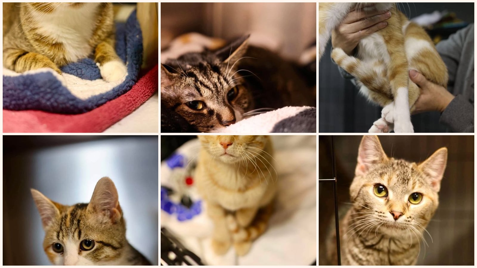Cats up for adoption near Hermantown, MN