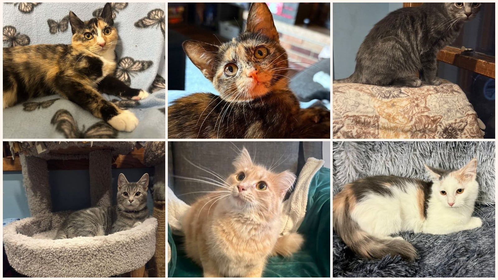 Cats up for adoption near Hugo, MN