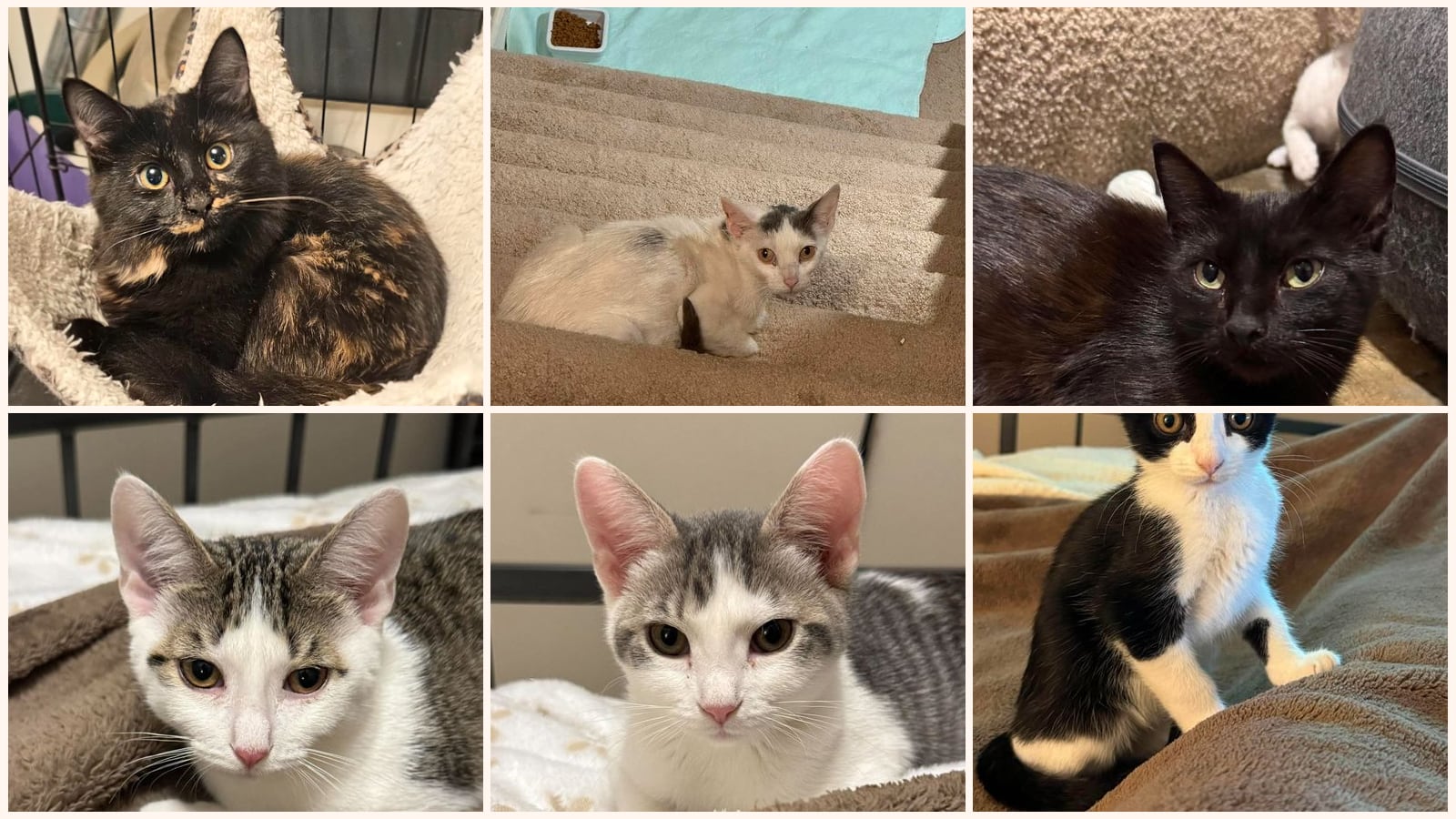 Cats up for adoption near New Brighton, MN