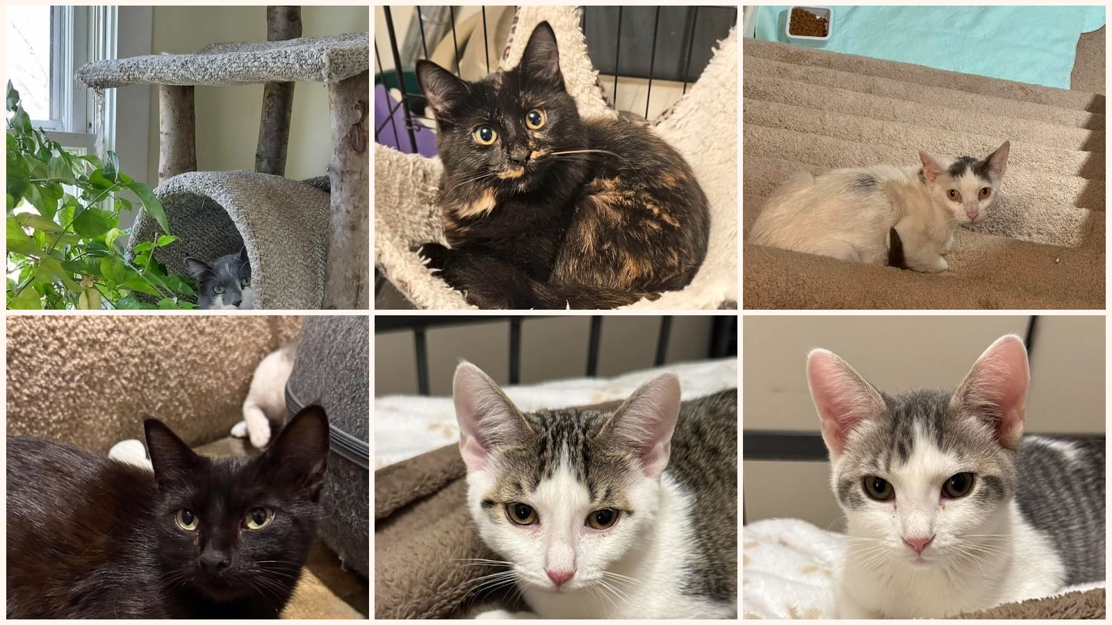 Cats up for adoption near New Hope, MN