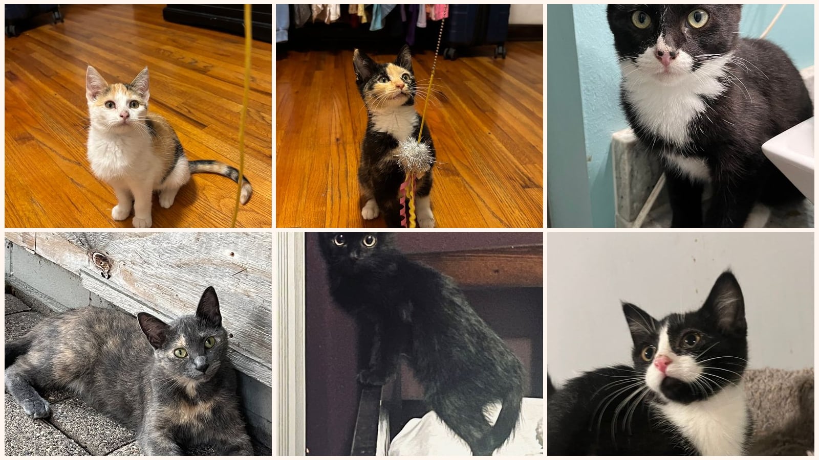 Cats up for adoption near Otsego, MN