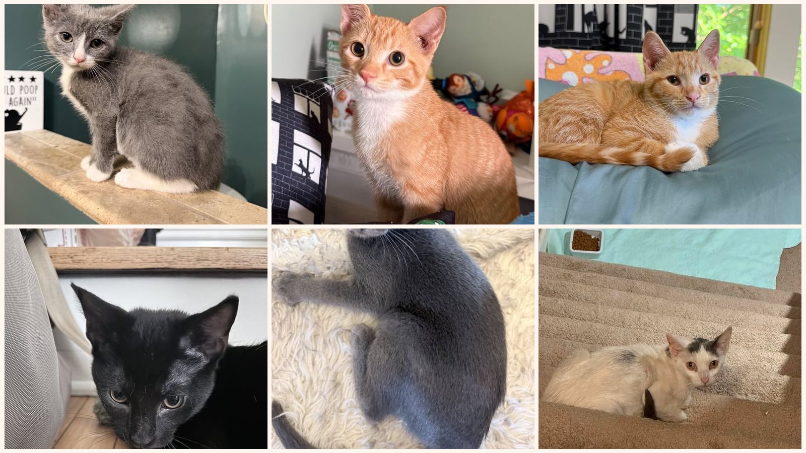 Cats up for adoption near Savage, MN