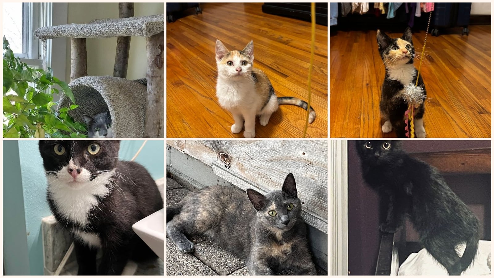 Cats up for adoption near St. Michael, MN
