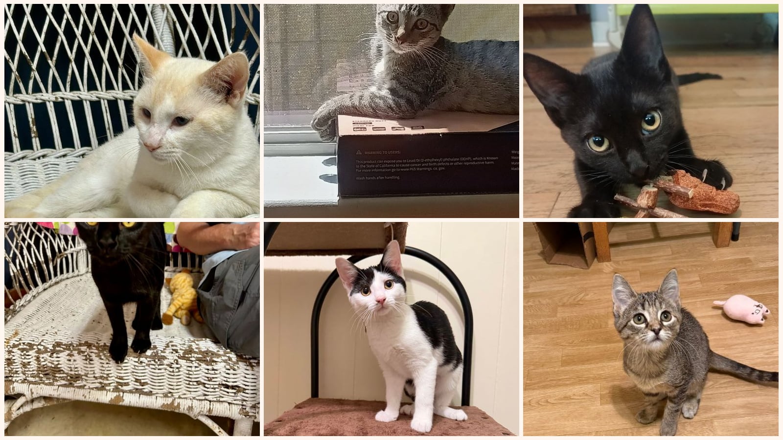Cats up for adoption near McComb, MS