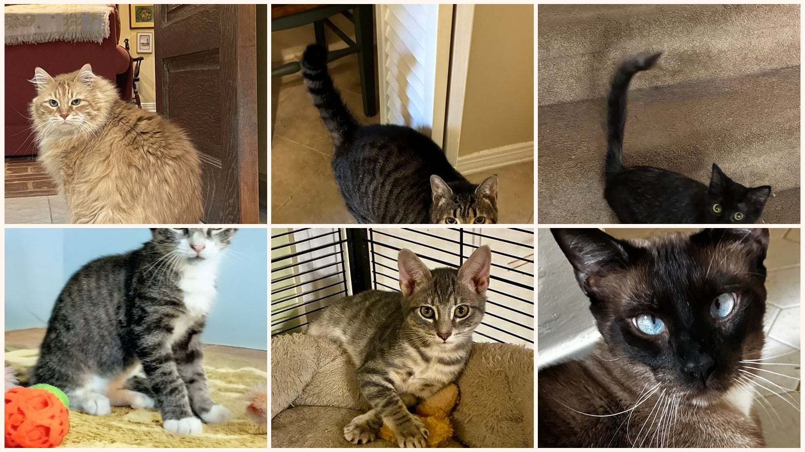 Cats up for adoption near Pascagoula, MS
