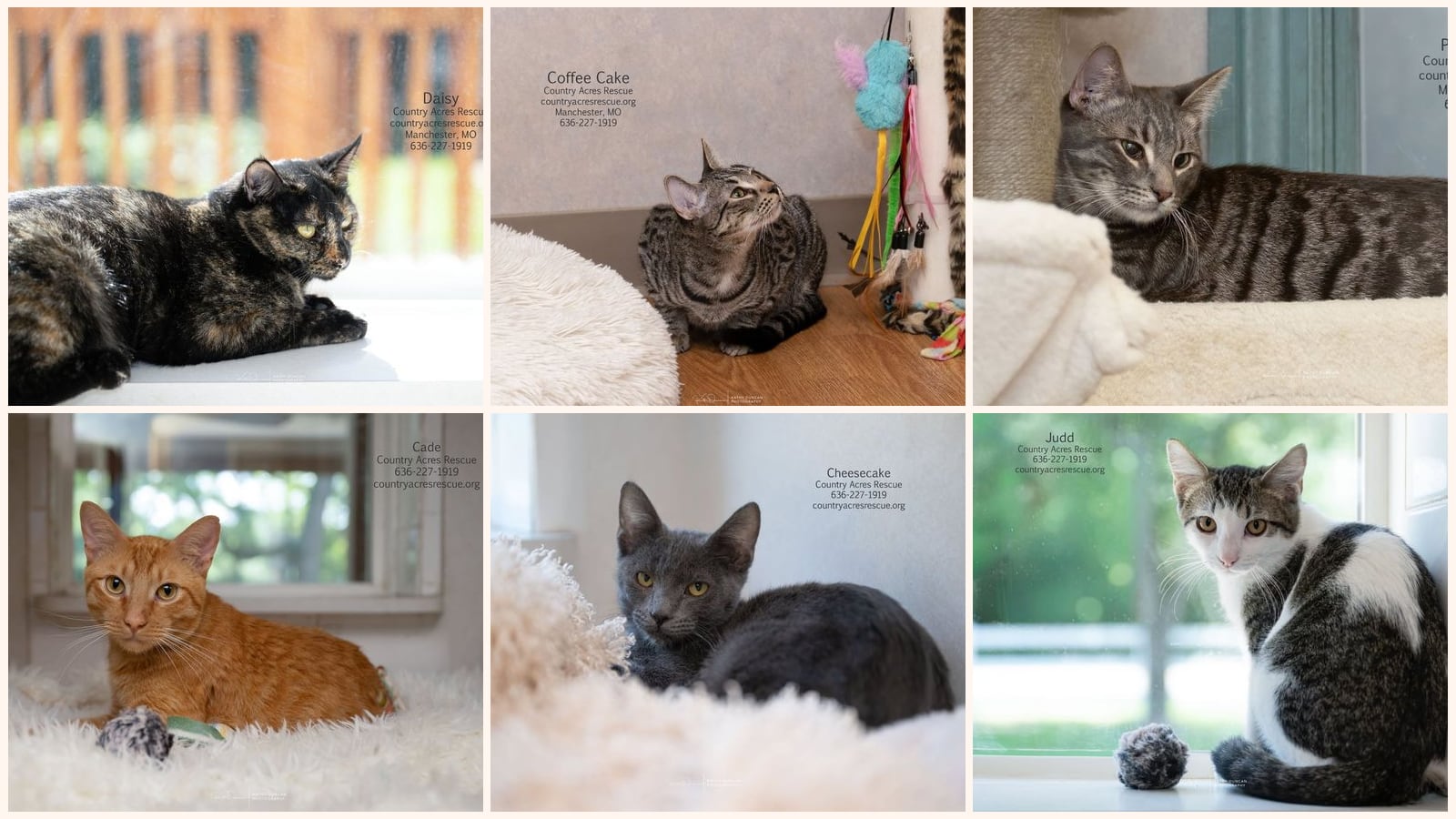Cats up for adoption near Ballwin, MO