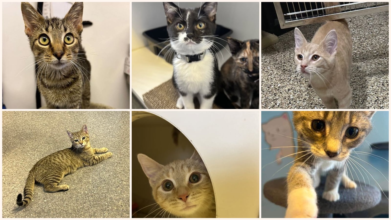 Cats up for adoption near Cape Girardeau, MO