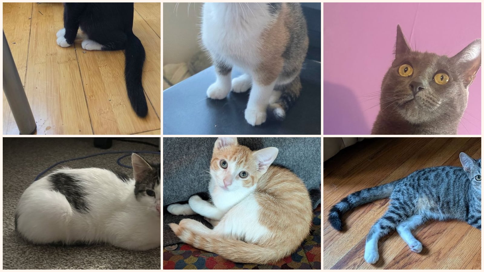 Cats up for adoption near Excelsior Springs, MO