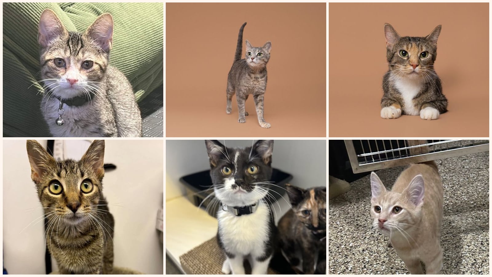 Cats up for adoption near Farmington, MO
