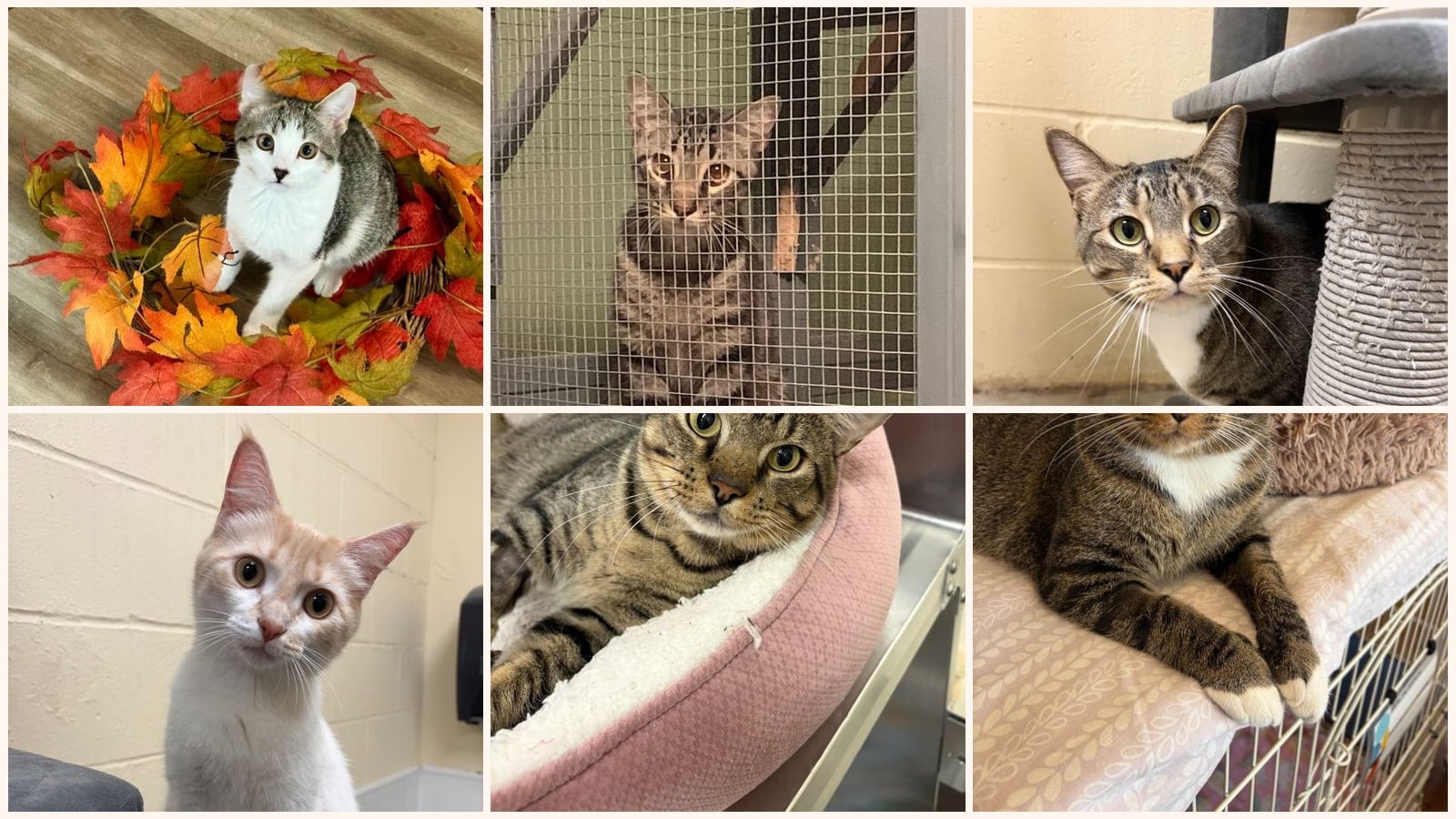 Cats up for adoption near Ferguson, MO