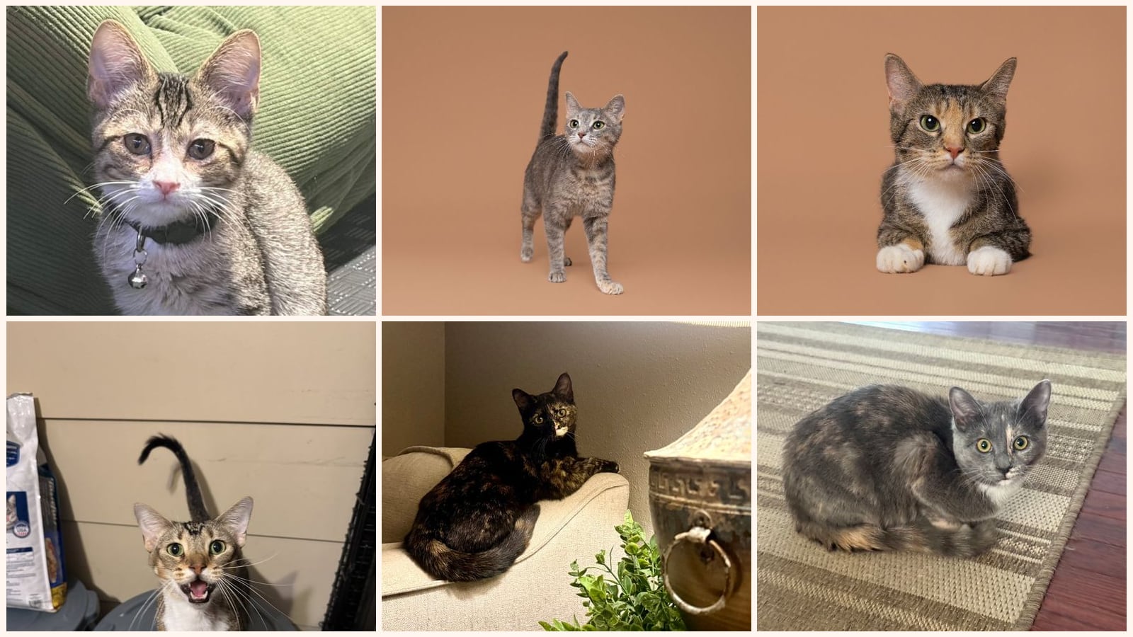 Cats up for adoption near Festus, MO