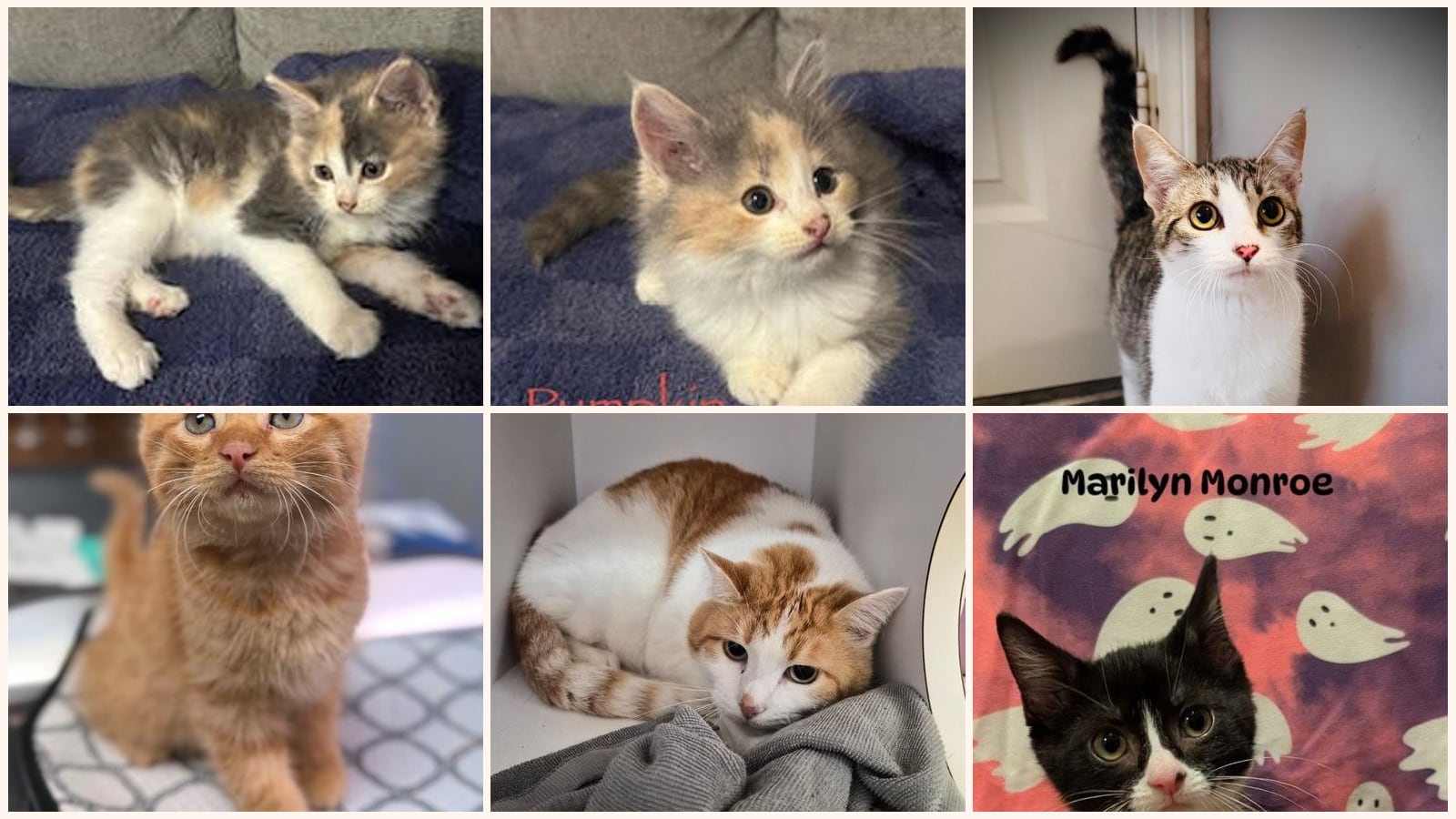 Cats up for adoption near Joplin, MO
