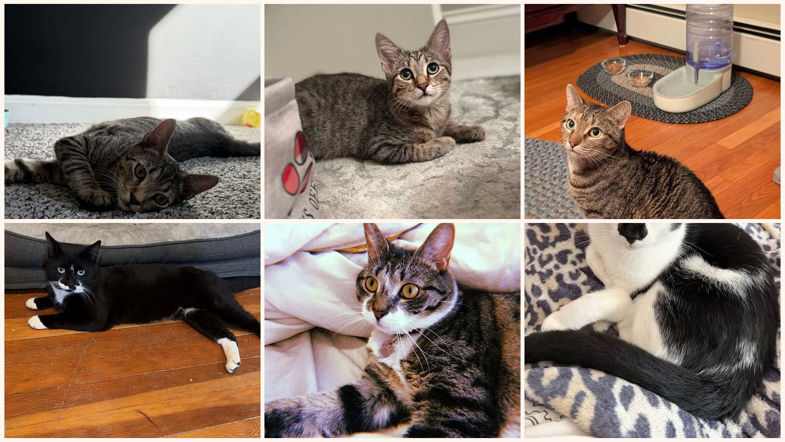Cats up for adoption near Concord, NH