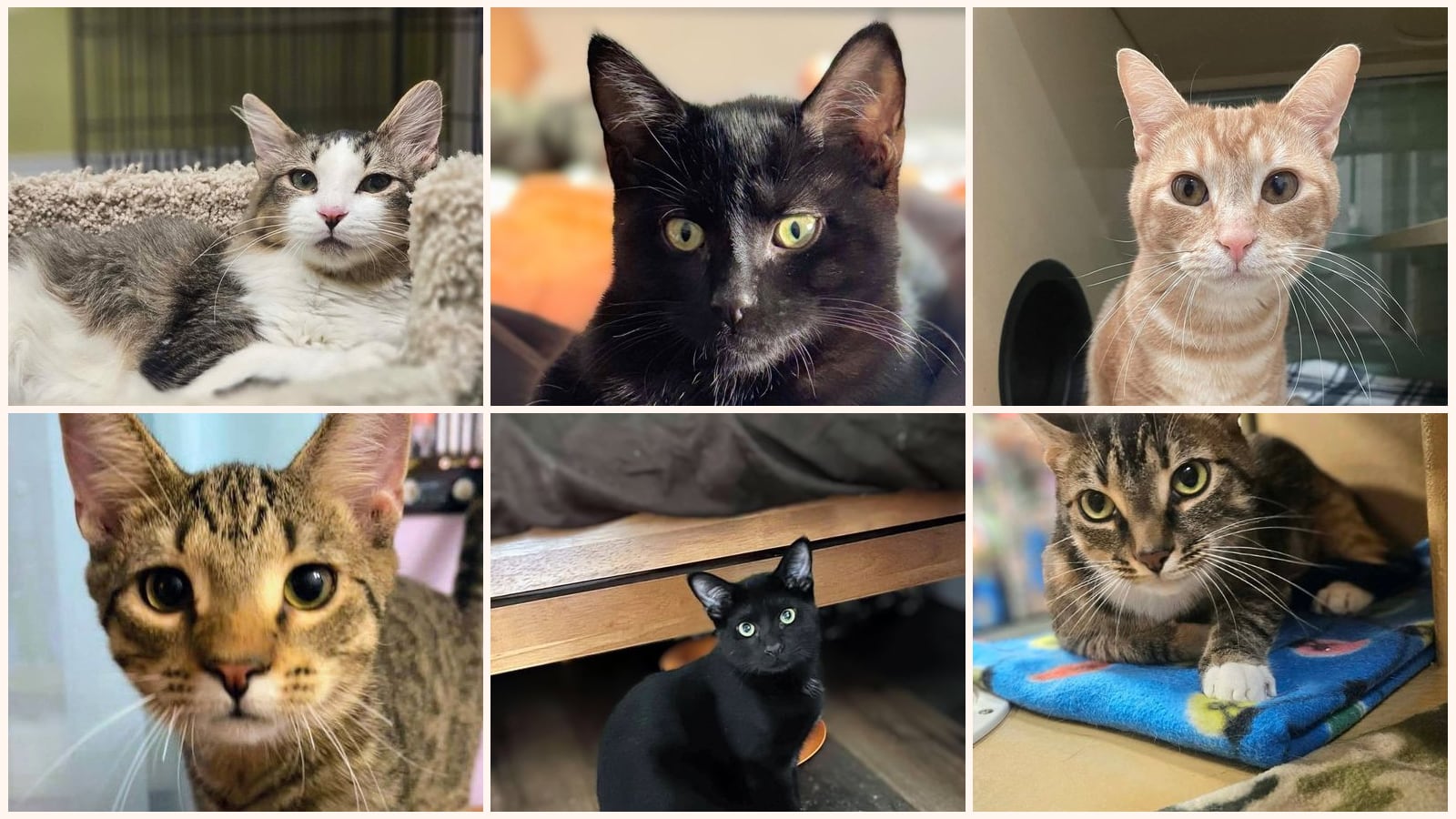 Cats up for adoption near Laconia, NH