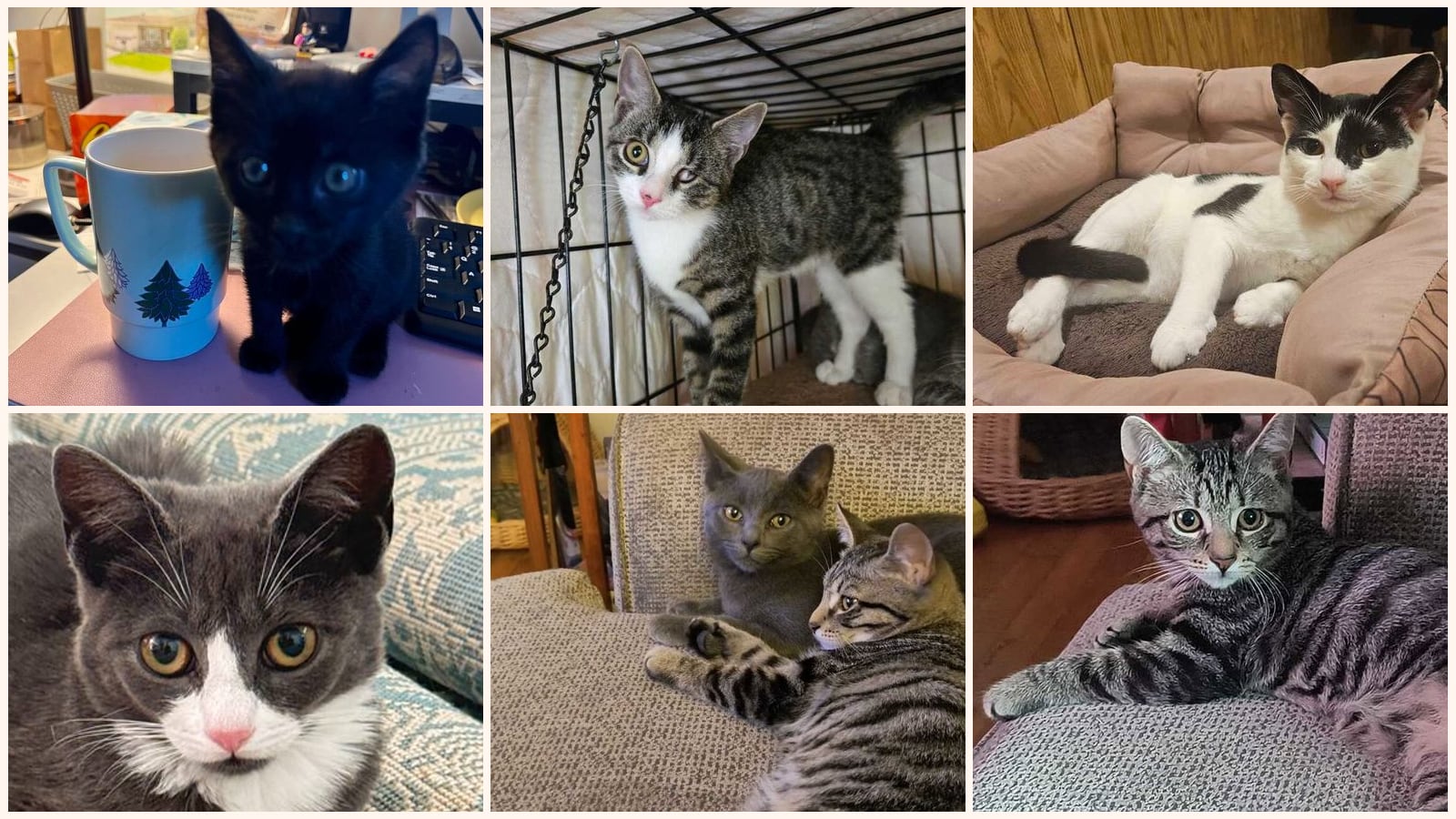Cats up for adoption near Bradley Gardens, NJ