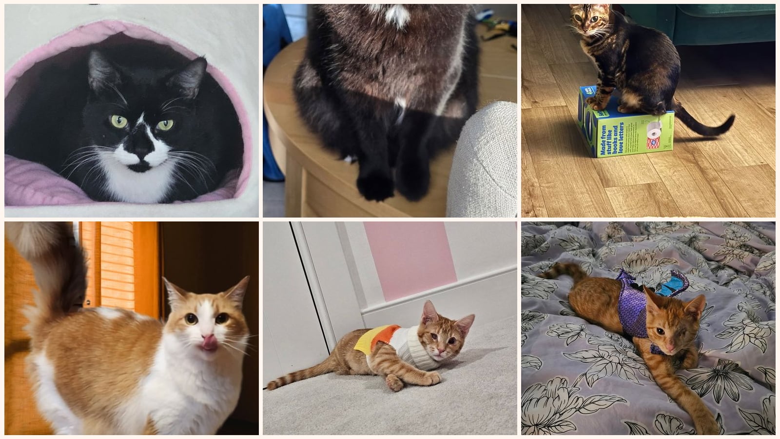 Cats up for adoption near Echelon, NJ