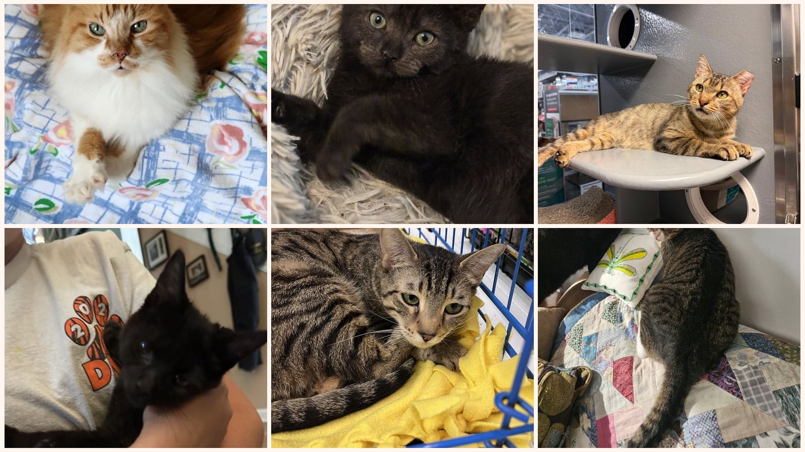 Cats up for adoption near Florham Park, NJ