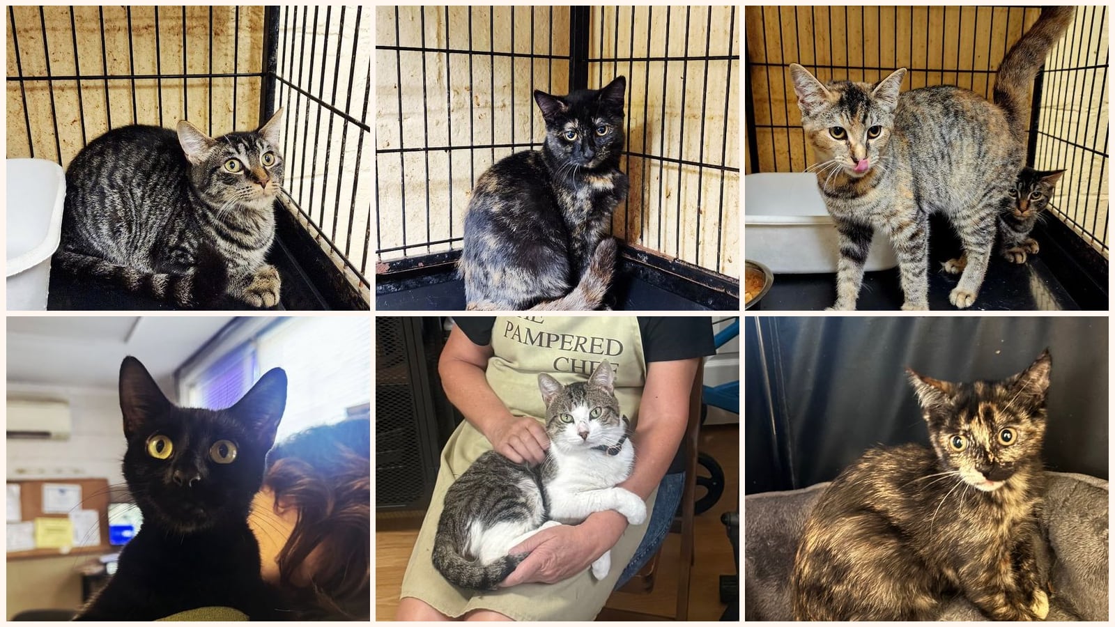 Cats up for adoption near Fords, NJ