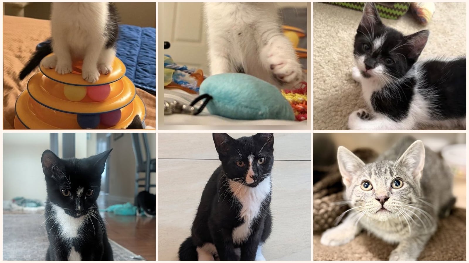 Cats up for adoption near Freehold, NJ