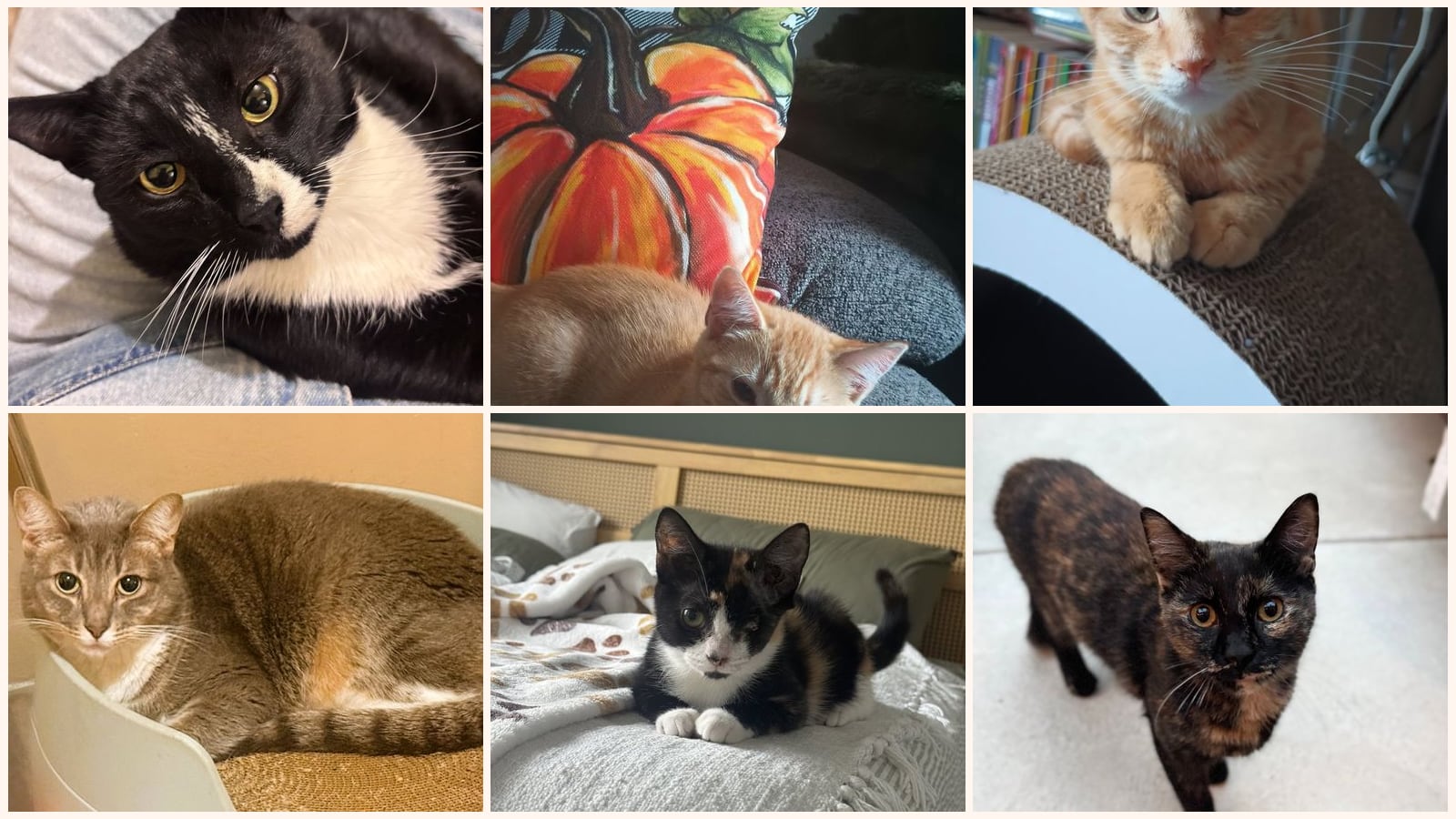 Cats up for adoption near Haddonfield, NJ