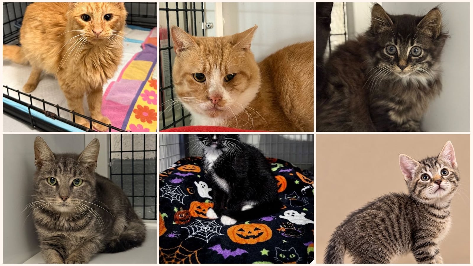 Cats up for adoption near Hamilton Square, NJ