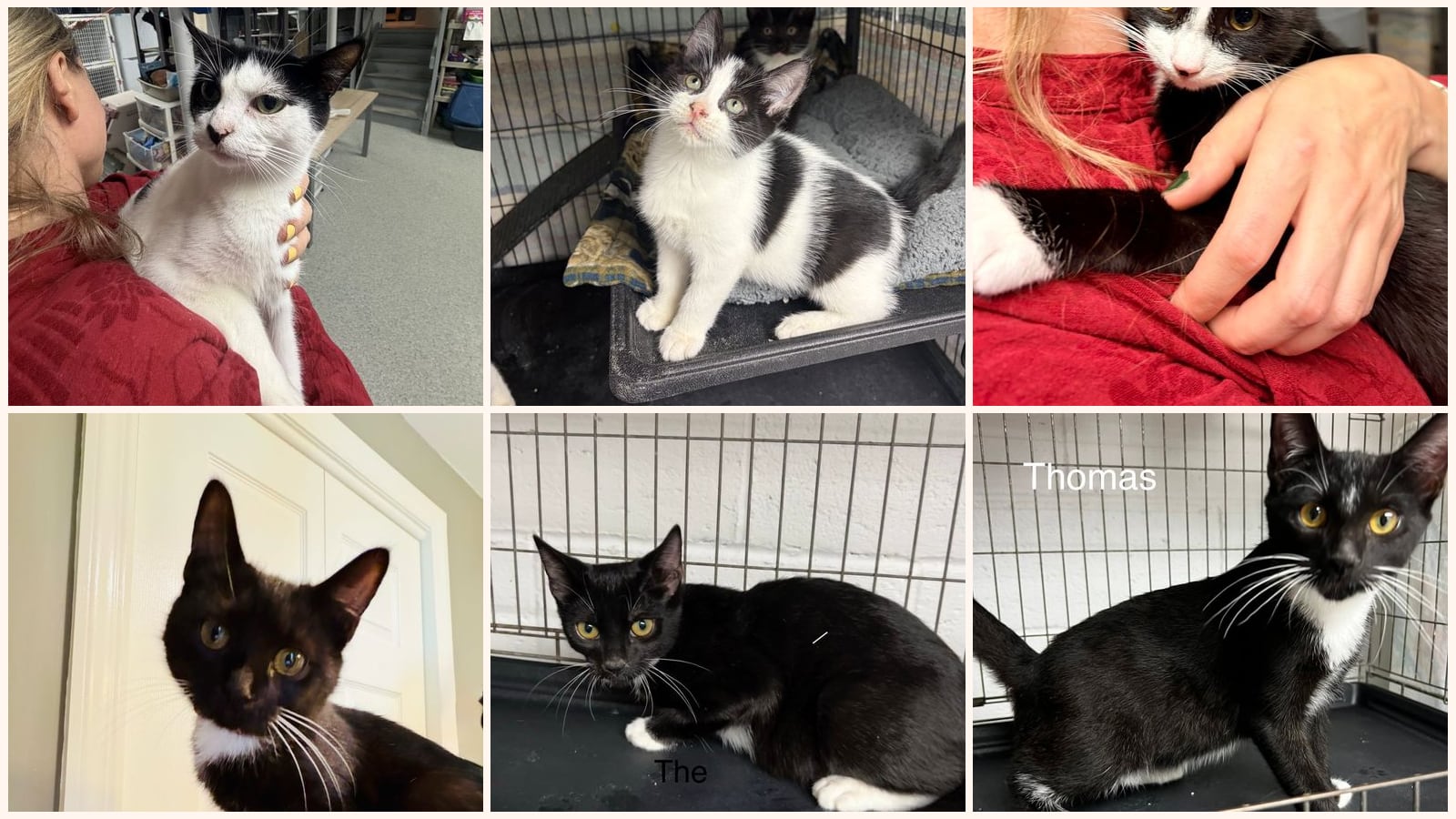 Cats up for adoption near Kinnelon, NJ
