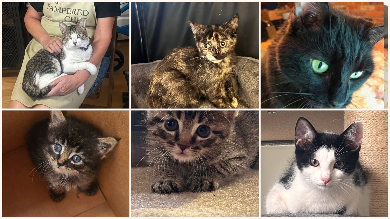 Cats up for adoption near Linden, NJ