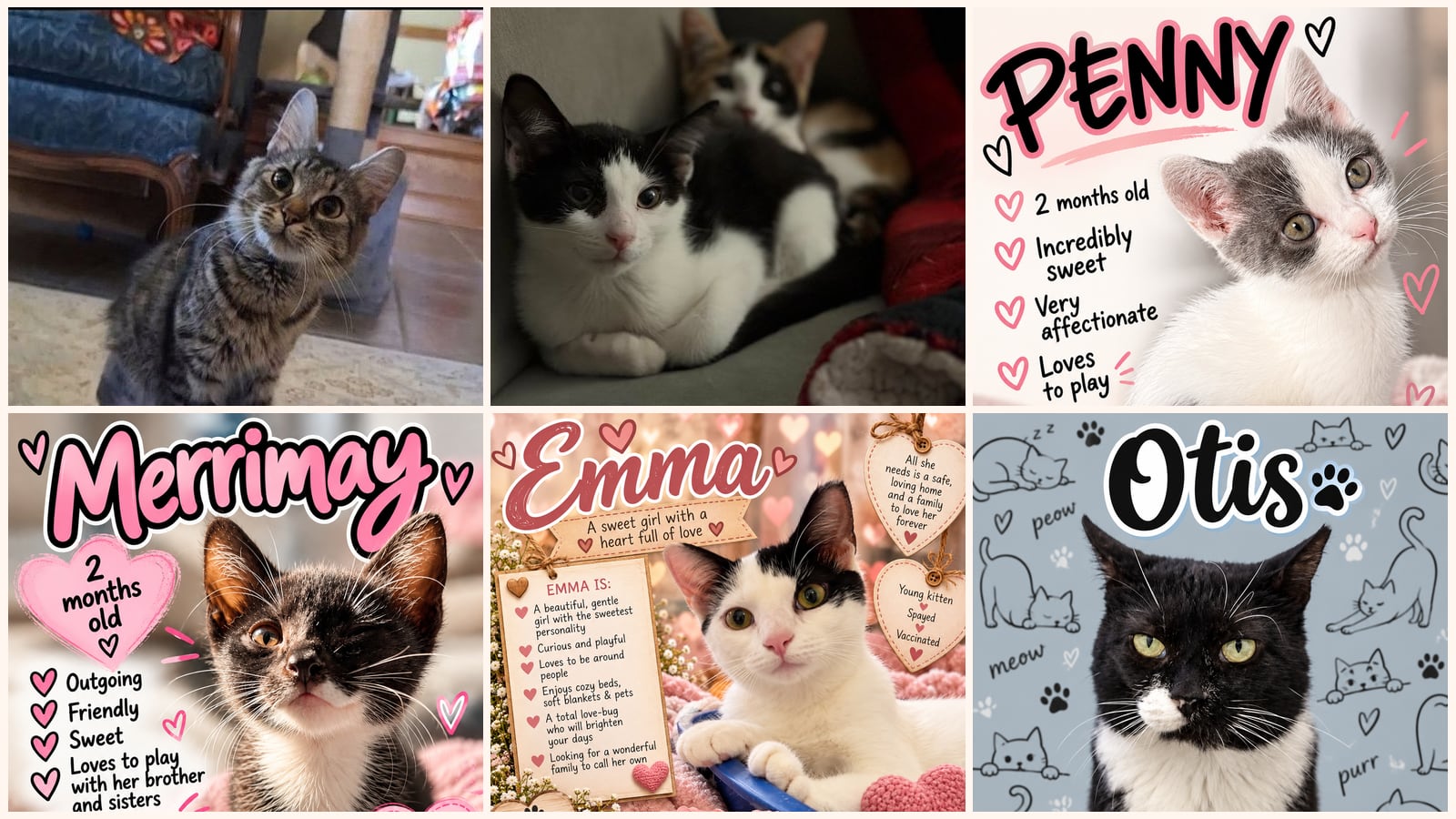 Cats up for adoption near Pennsville, NJ