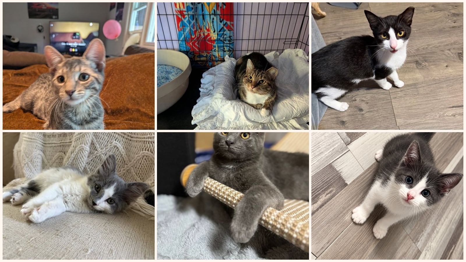 Cats up for adoption near Phillipsburg, NJ