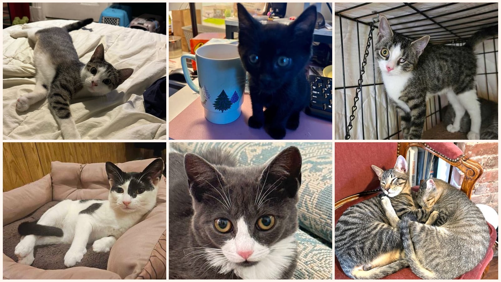 Cats up for adoption near Plainfield, NJ
