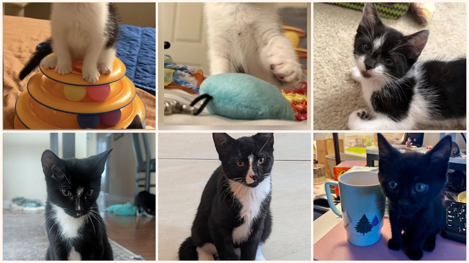 Cats up for adoption near Princeton Meadows, NJ