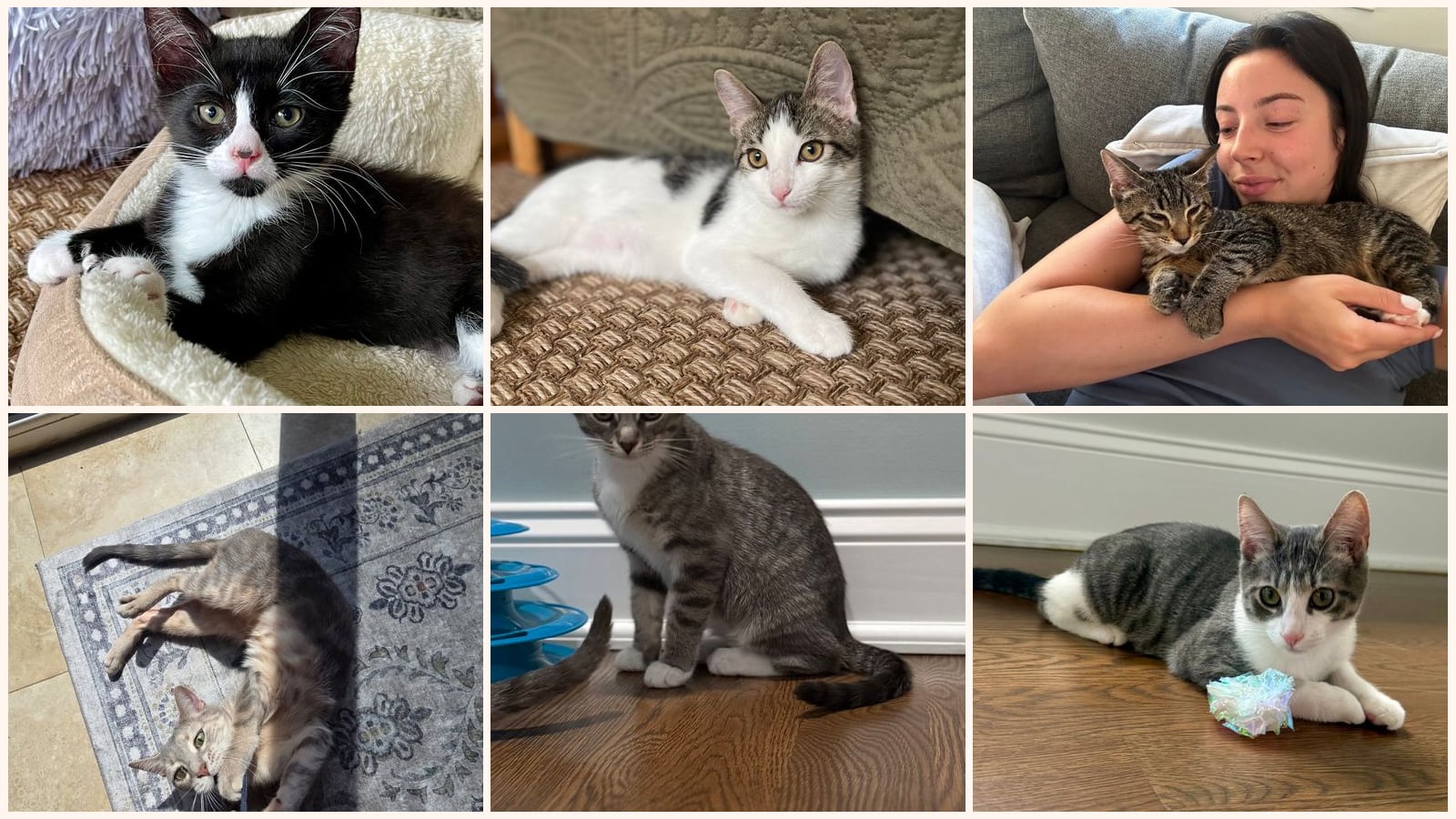 Cats up for adoption near Tinton Falls, NJ