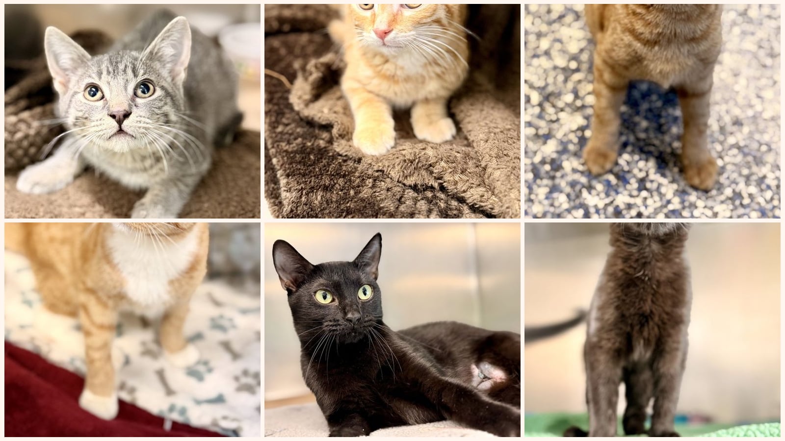 Cats up for adoption near Toms River, NJ