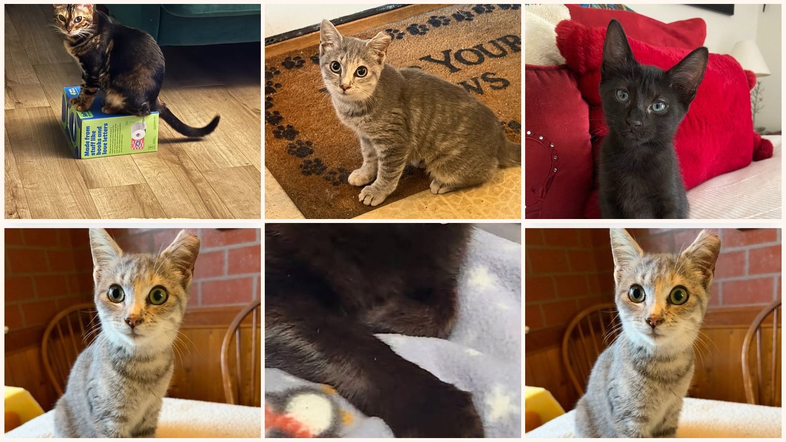 Cats up for adoption near Vineland, NJ