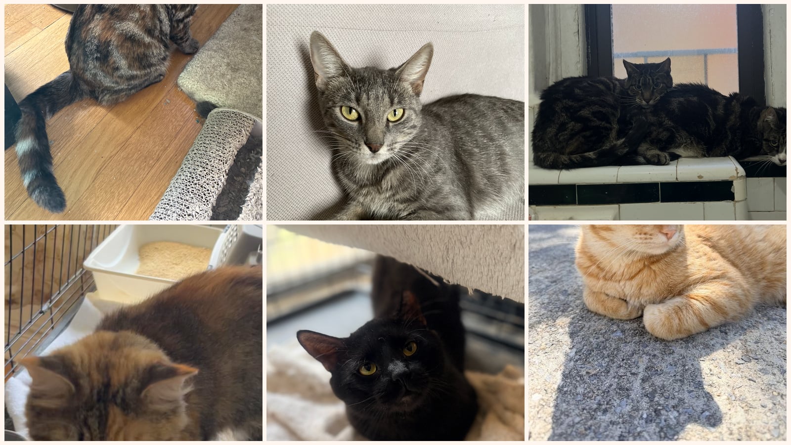 Cats up for adoption near Westwood, NJ