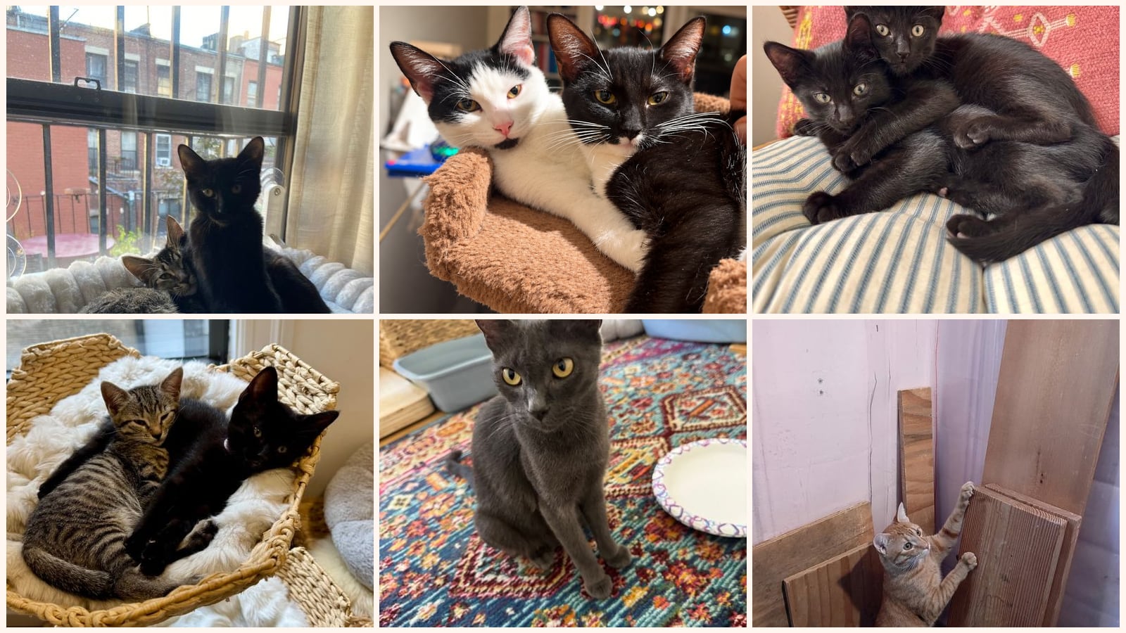 Cats up for adoption near Wood-Ridge, NJ