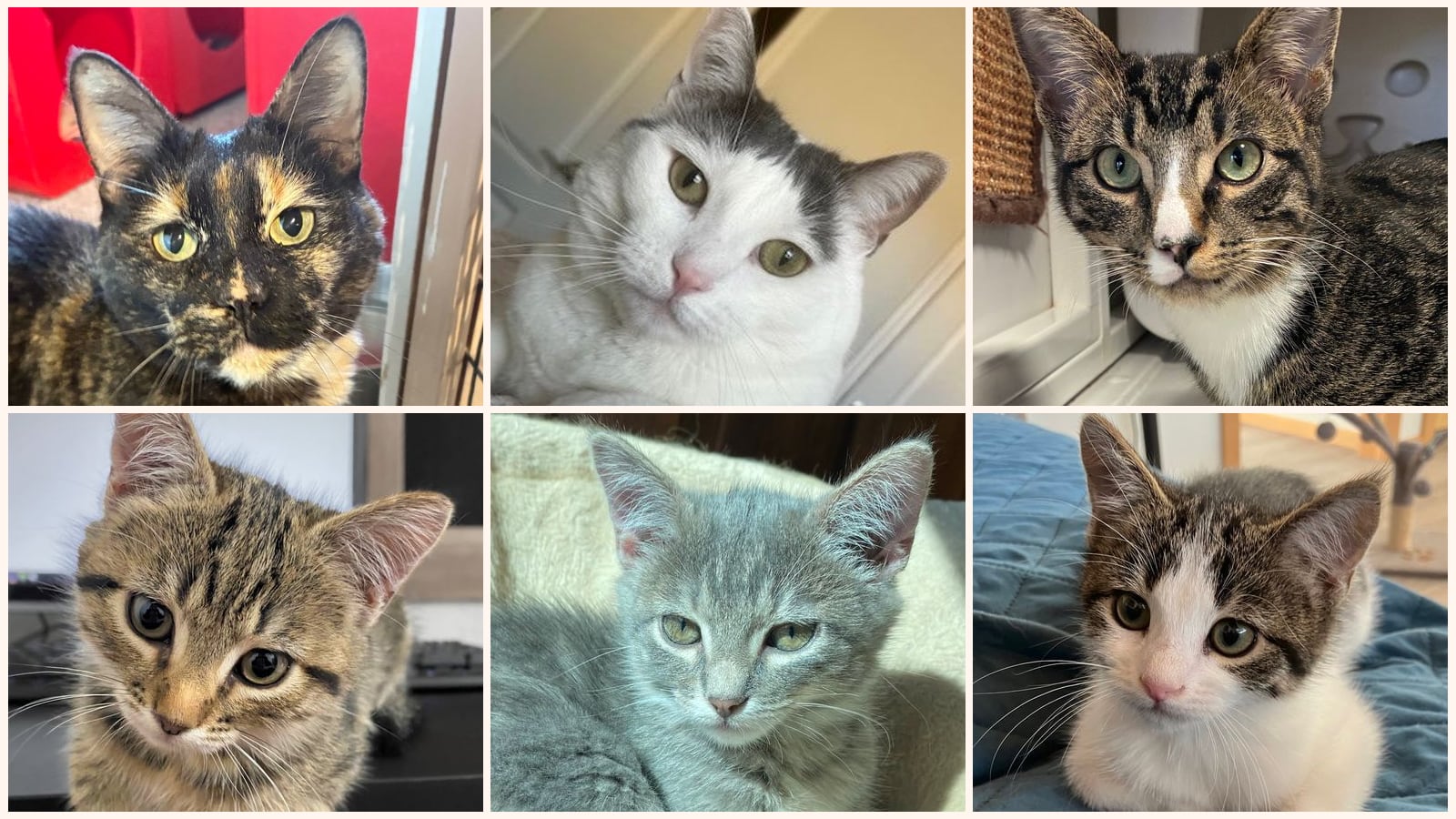 Cats up for adoption near Santa Fe, NM