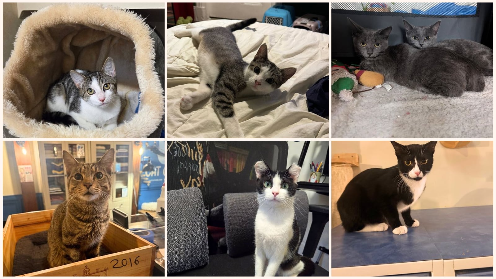 Cats up for adoption near Brentwood, NY