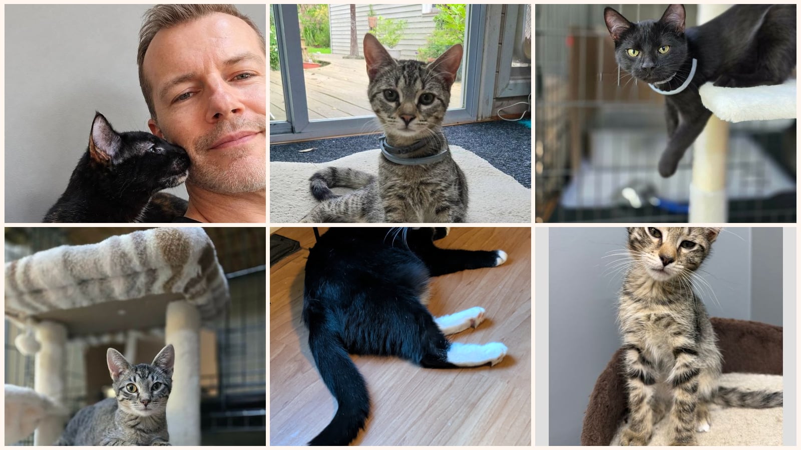 Cats up for adoption near Canandaigua, NY