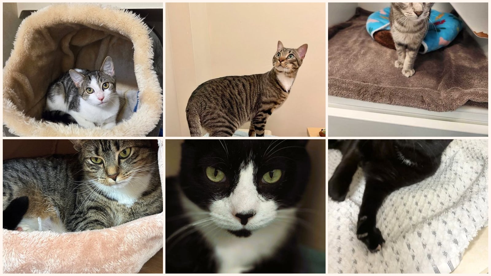 Cats up for adoption near Chestnut Ridge, NY