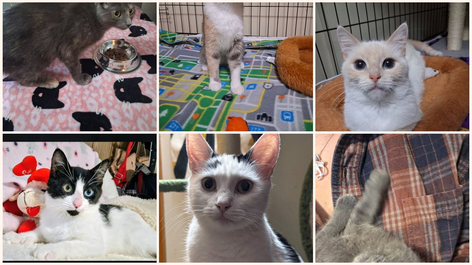Cats up for adoption near Cohoes, NY