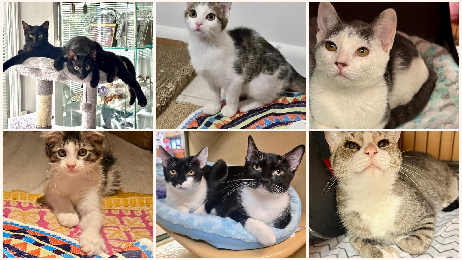 Cats up for adoption near Franklin Square, NY