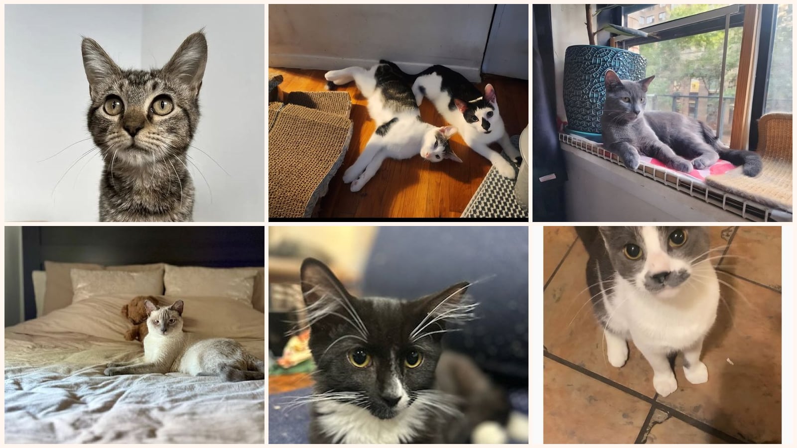 Cats up for adoption near Glen Cove, NY