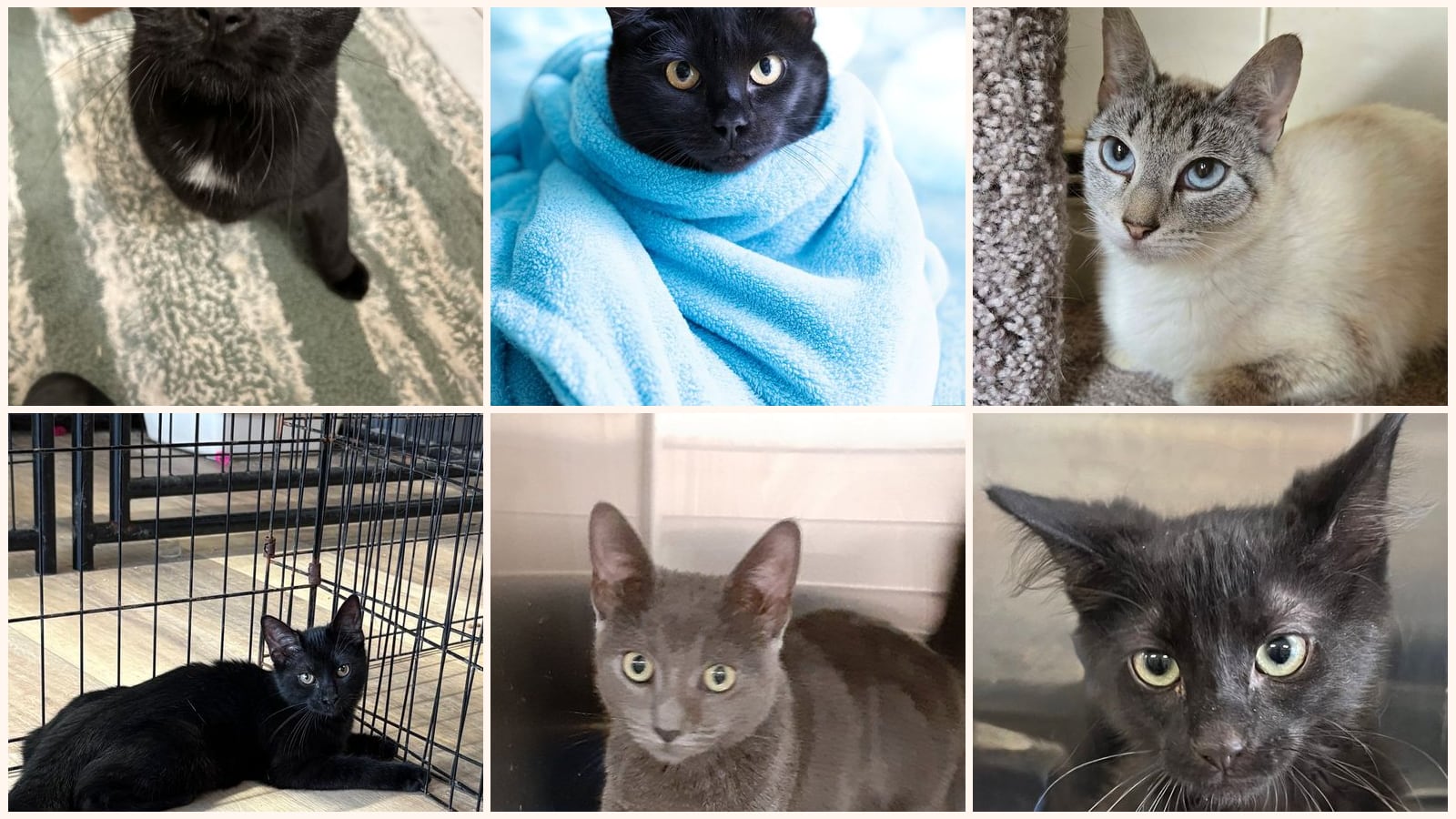 Cats up for adoption near Islip, NY