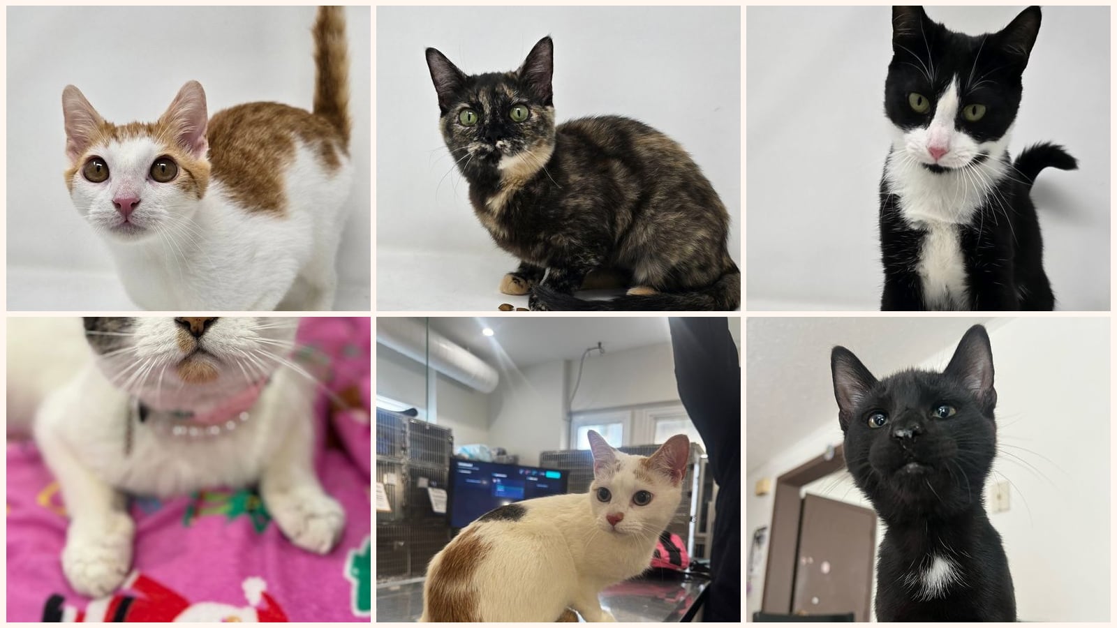 Cats up for adoption near Jefferson Valley-Yorktown, NY