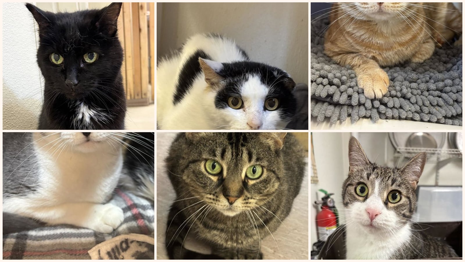 Cats up for adoption near Kiryas Joel, NY
