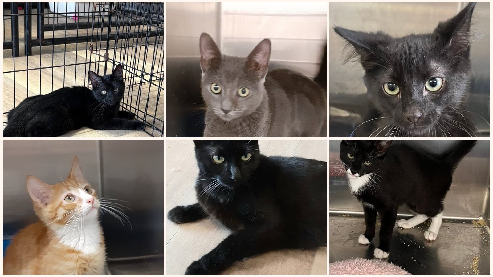 Cats up for adoption near North Wantagh, NY