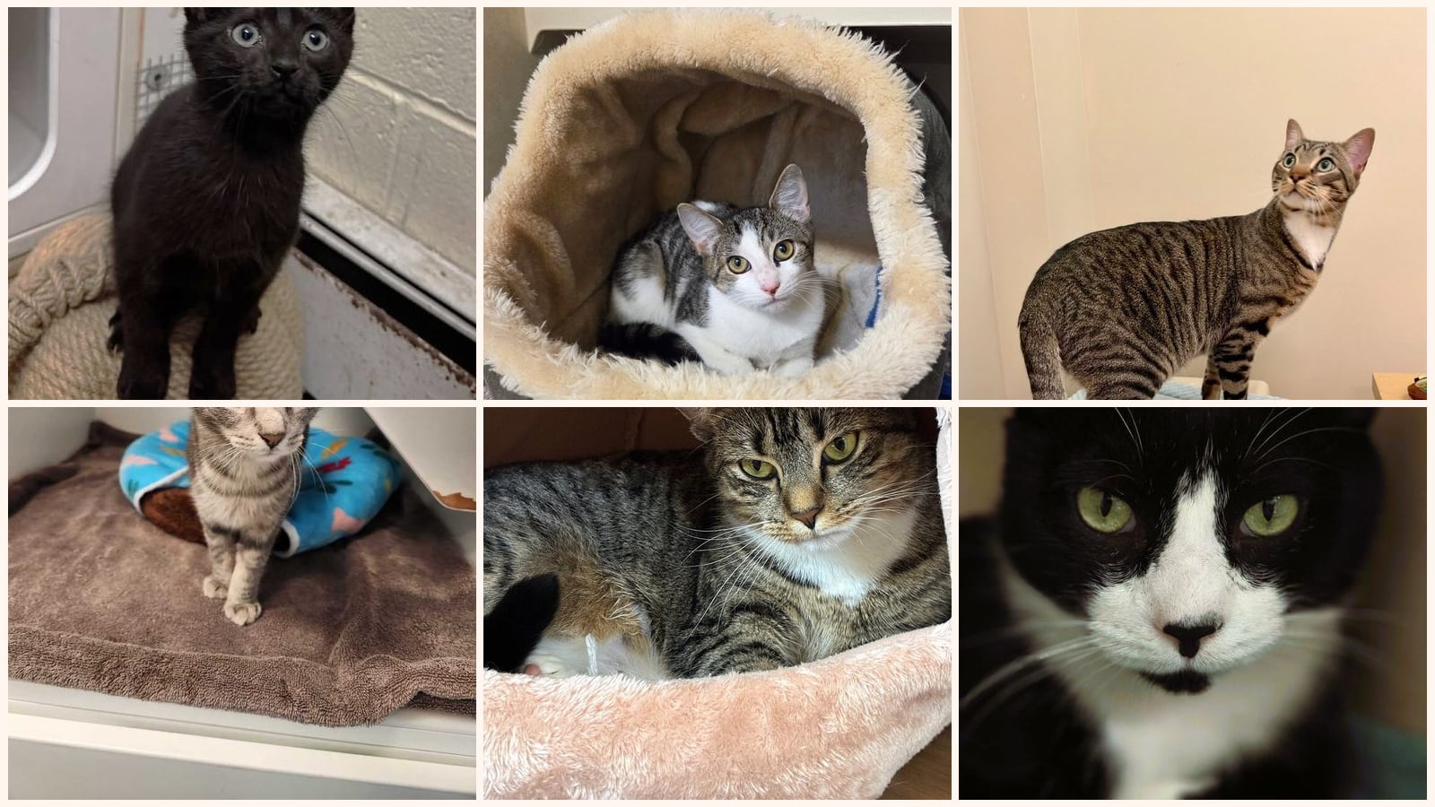 Cats up for adoption near Port Chester, NY