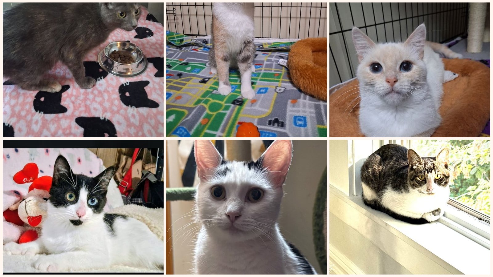 Cats up for adoption near Schenectady, NY