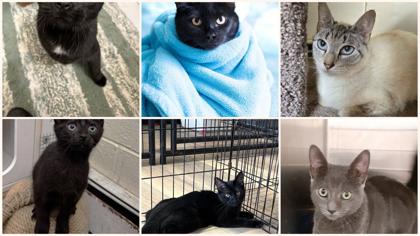 Cats up for adoption near Stony Brook, NY